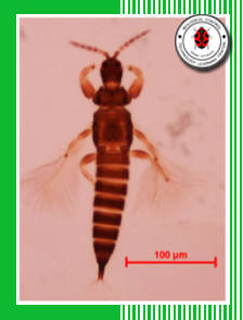 Insect Image