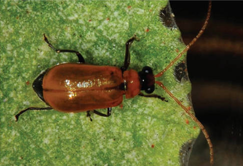 Insect Image