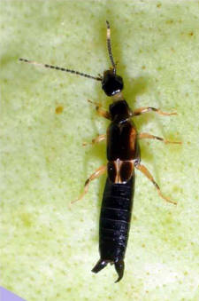 Insect Image