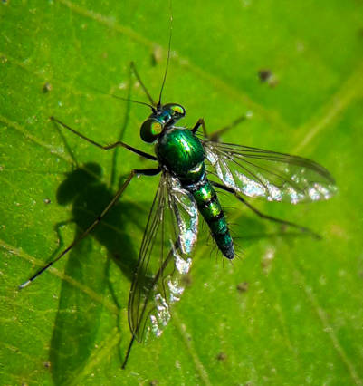 Insect Image