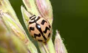 Insect Image