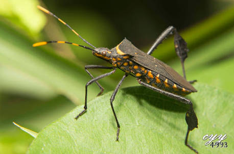 Insect Image