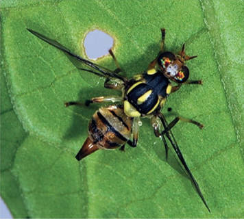 Insect Image