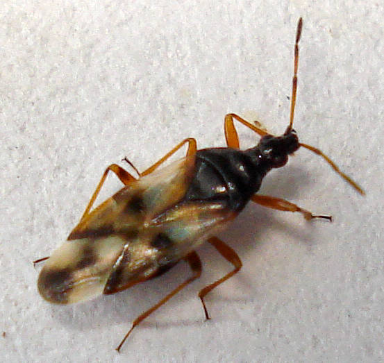 Insect Image