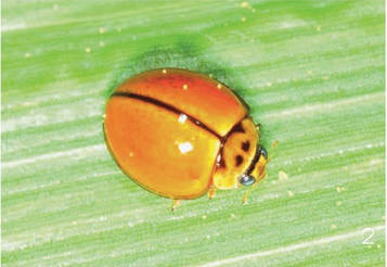 Insect Image