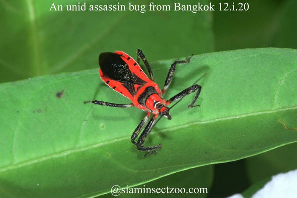 Insect Image