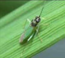 Insect Image