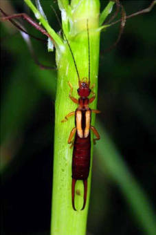 Insect Image