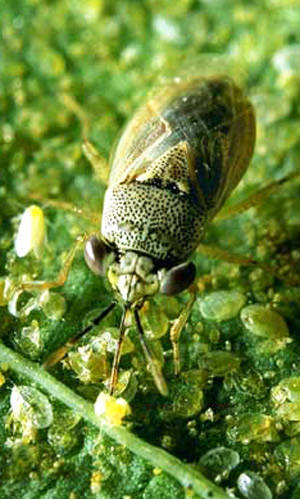 Insect Image