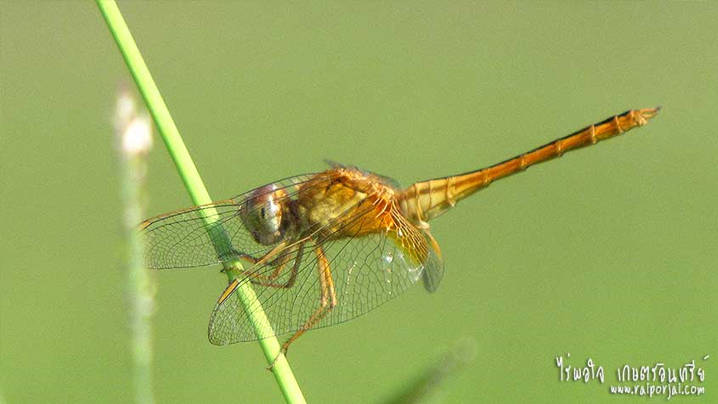 Insect Image