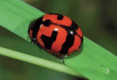 Insect Image