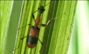 Insect Image