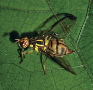 Insect Image