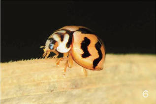 Insect Image